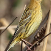 Bobolink